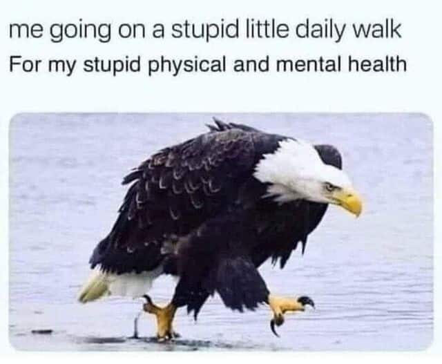 404 - eagle walking angrily on a mental health walk